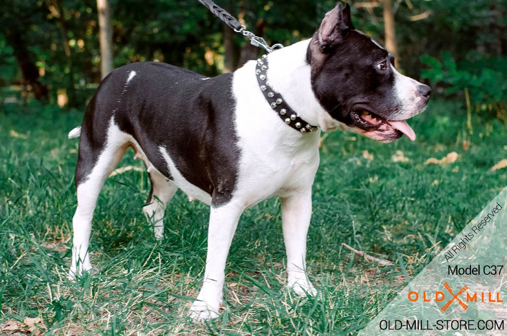 Studded Amstaff Collar