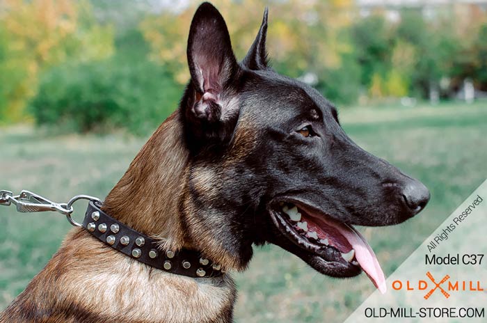 Belgian Malinois Collar with Nickel Studs