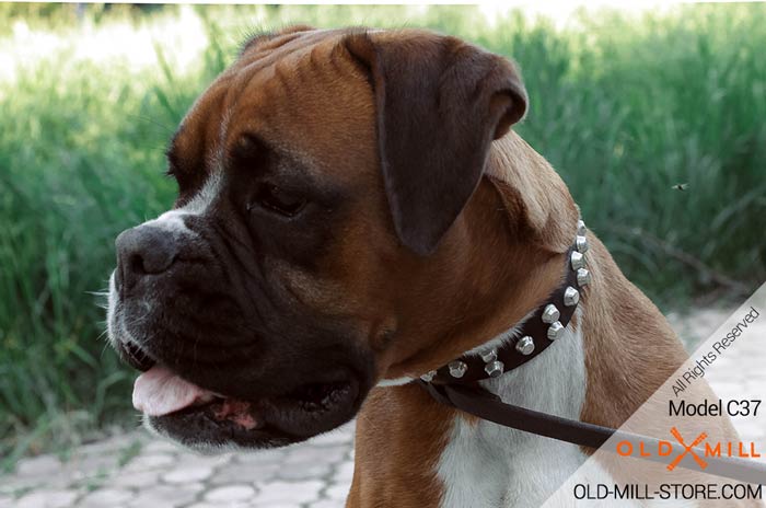 Studded Boxer Collar