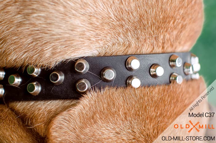 Leather Dog Collar with Nickel Studs and D-Ring for Leash attachment