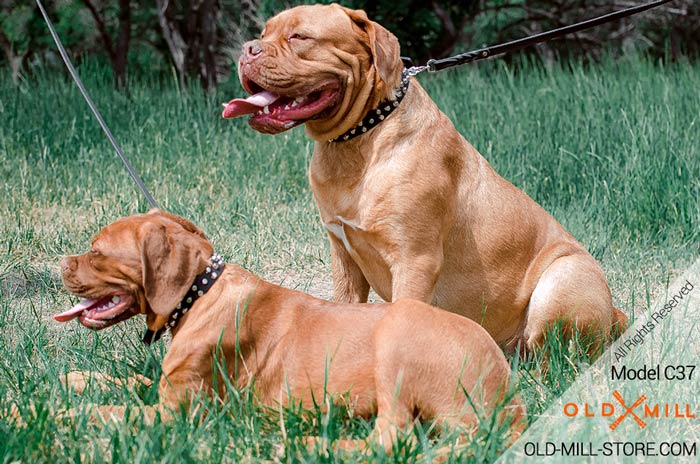 Black Leather Collar for French Mastiff