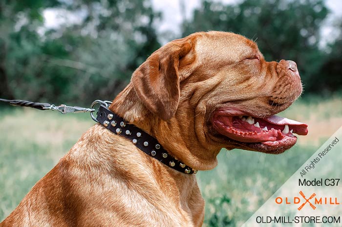 Studded Dog Collar for Dogue De Bordeaux