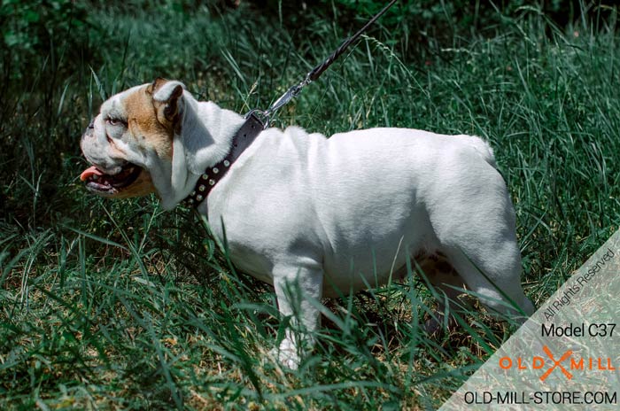 Studded Bulldog Collar