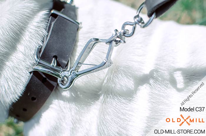 English Bulldog Leather Dog Collar with nickel studs