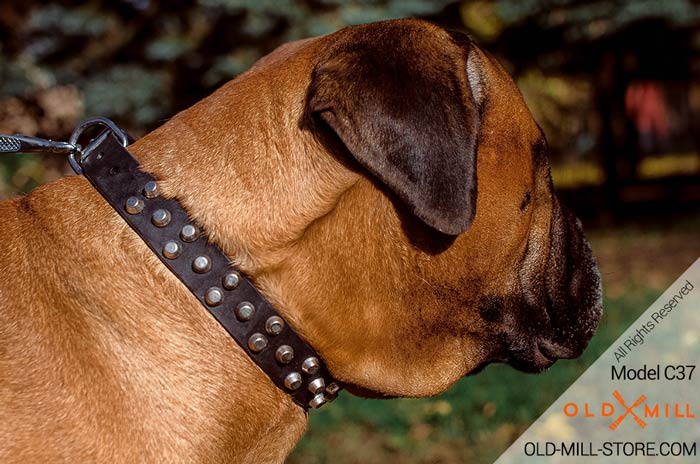 Fashion Bullmastiff Collar