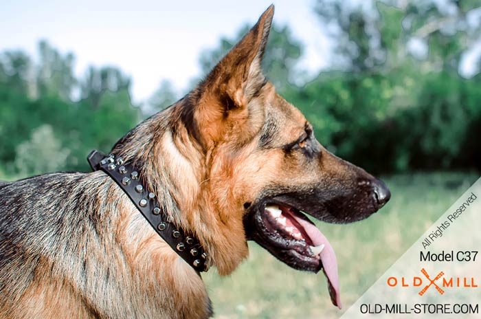 Studded German Shepherd Collar