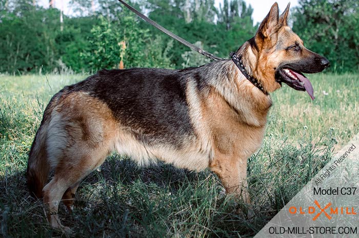 German Shepherd Leather Dog Collar with nickel studs