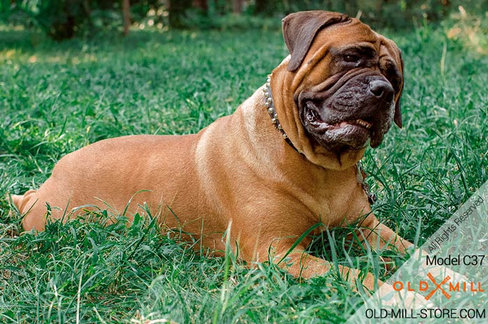 BUllmastiff Leather Dog Collar with nickel studs