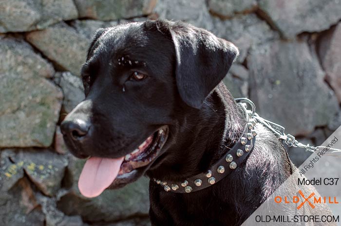 Black Labrador Collar with Studs