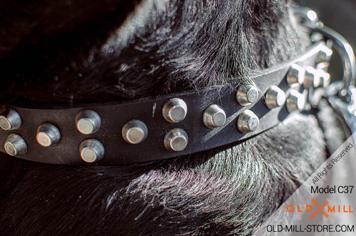 Black Leather Collar with Nickel Studs