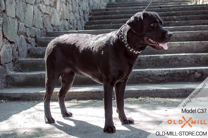 Studded Labrador Collar