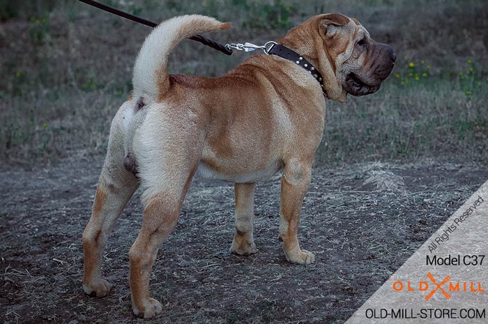 Shar Pei Leather Dog Collar with nickel studs