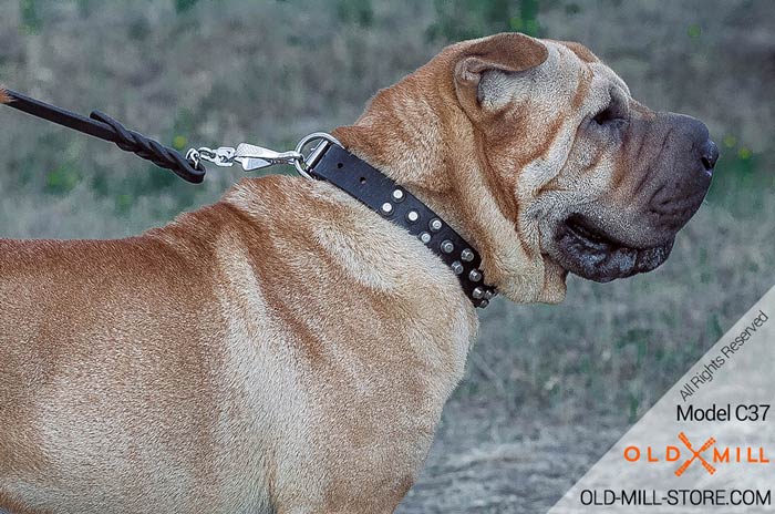 Studded Shar Pei Collar