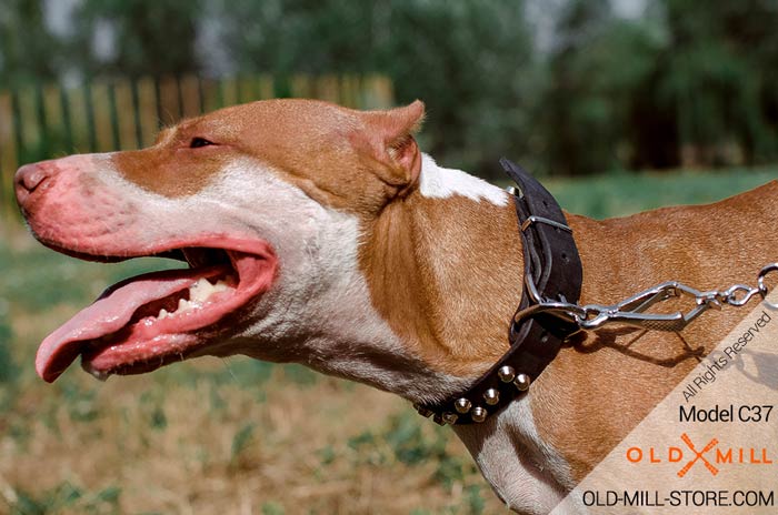 Studded Pitbull Collar