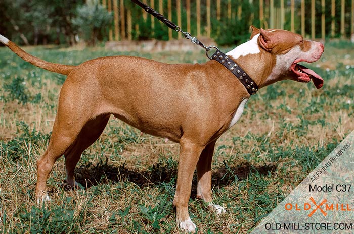 Pitbull Leather Dog Collar with nickel studs