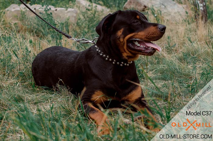 Black Collar for Rottweiler