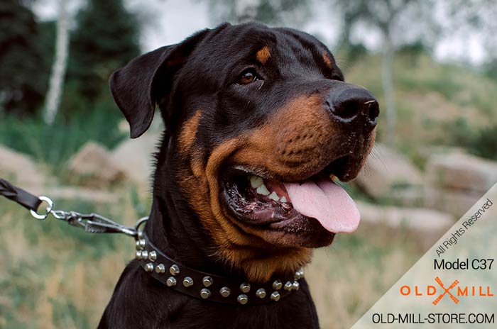 Leather Studded Dog Collar for Rottweiler