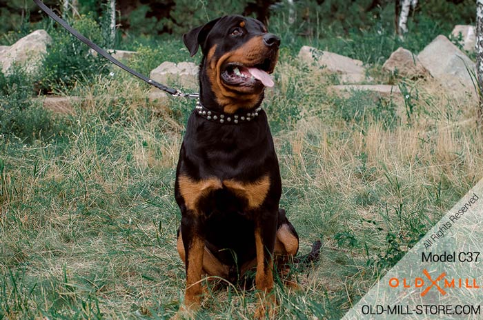 Leather Rottweiler Collar with Nickel Studs