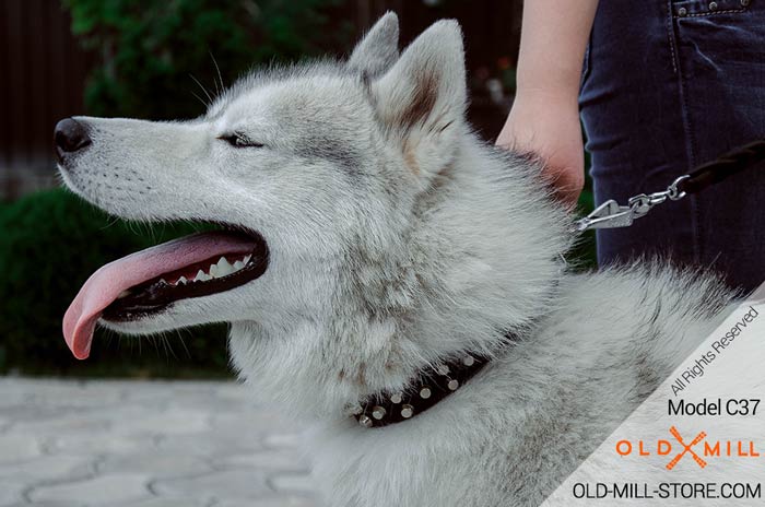 Studded Husky Collar