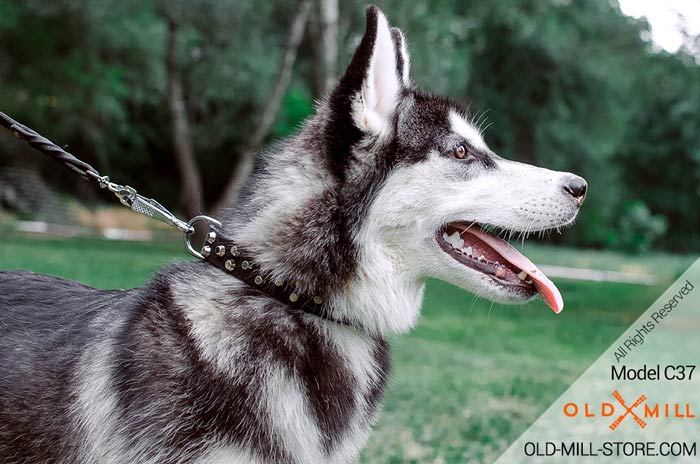 Black Collar for Siberian Husky