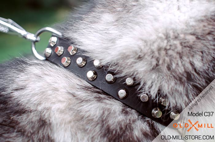 Leather Dog Collar with Nickel Studs and D-Ring for Leash attachment