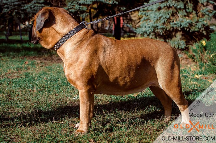 Black Leather Dog Collar for Bullmastiff