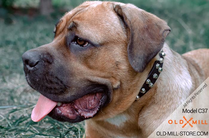 Studded Cane Corso Collar