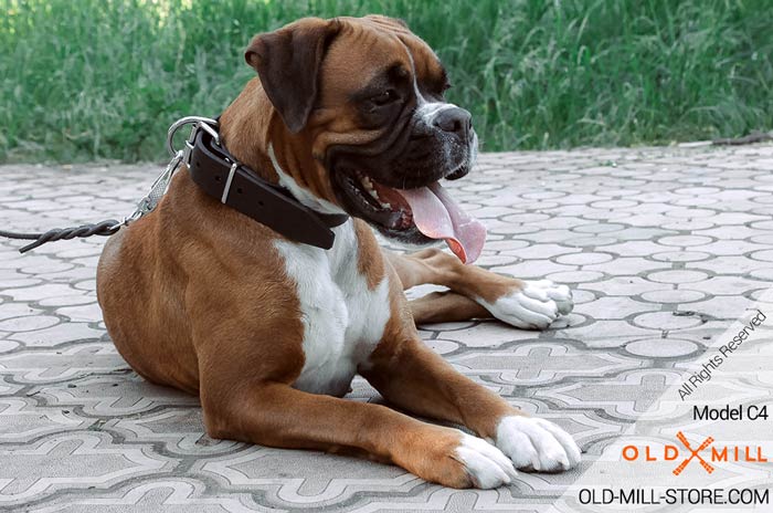 Classy Wide Leather Dog Collar for Boxer