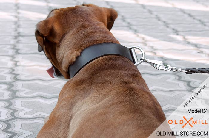 Boxer Collar with D-Ring for Leash Attachment