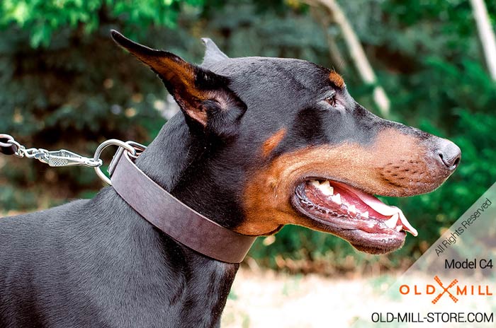 Best Classic Dog Collar for Doberman Breed