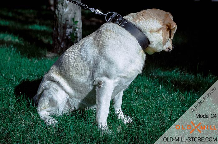 Extra Strong Labrador Collar