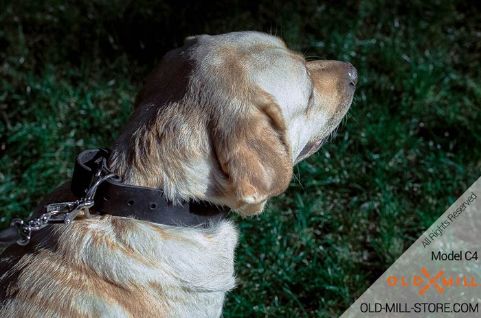 Labrador Collar with D-Ring for Leash 