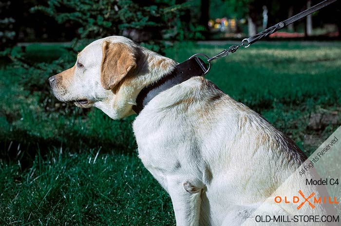 Natural Leather Collar for Labrador