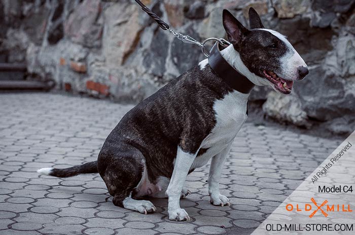 Strong Leather Collar for Bull Terrier Training