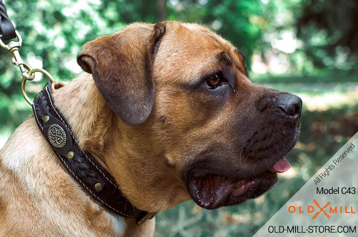 2ply Leather Cane Corso Collar with D-Ring