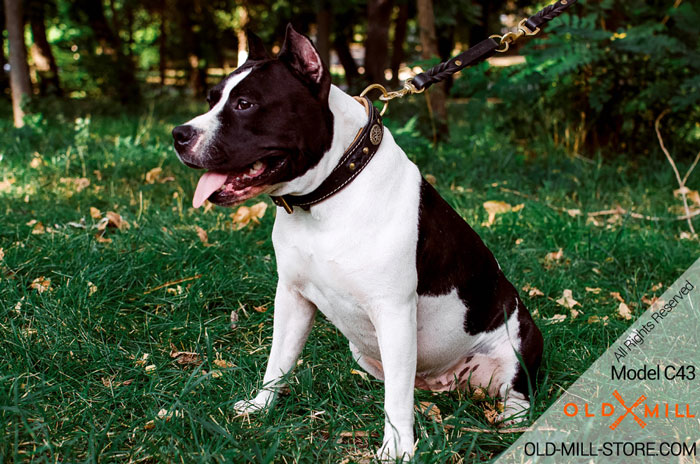 Leather Amstaff Collar with Nappa Padding