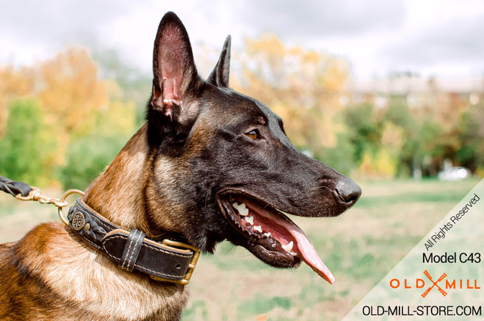 Soft Belgian Malinois Collar with Braids