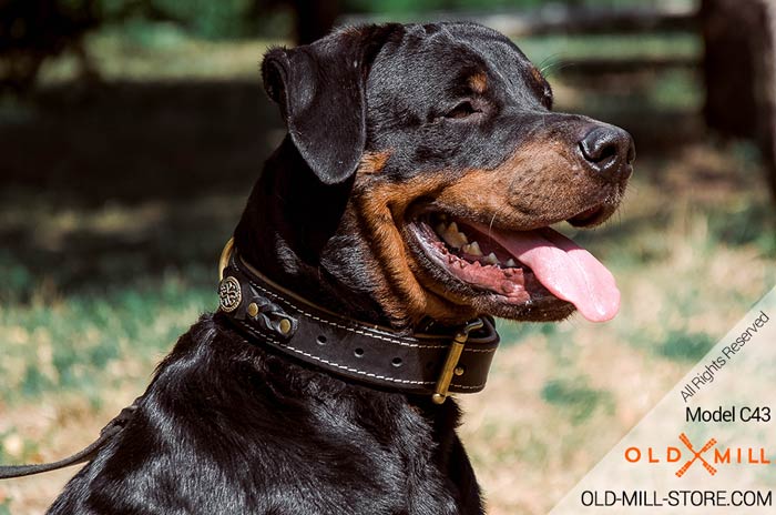 Braided Leather Rottweiler Collar