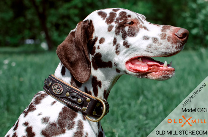 Designer Dalmatian Collar with Soft Nappa Padding