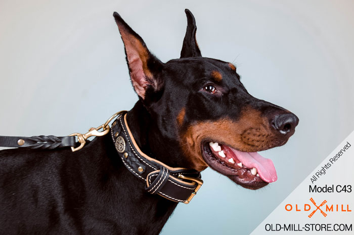 Leather Doberman Collar with Nappa Padding