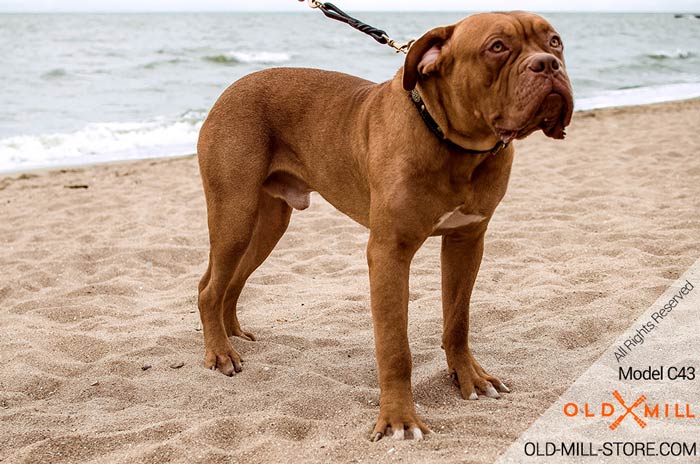 French Mastiff Collar (Dogue de Bordeaux)