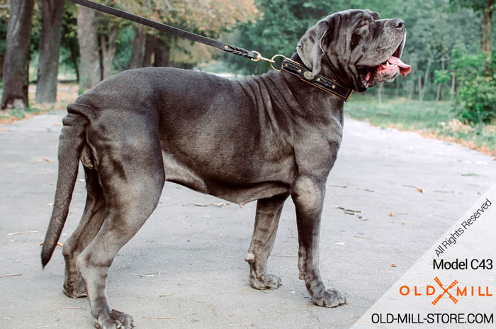 Mastino Neapolitano Collar with Braids