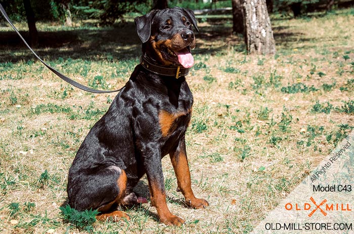 Rottweiler Collar with Brass Buckle