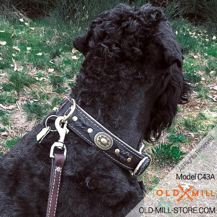 Black Russian Terrier Fashion Collar