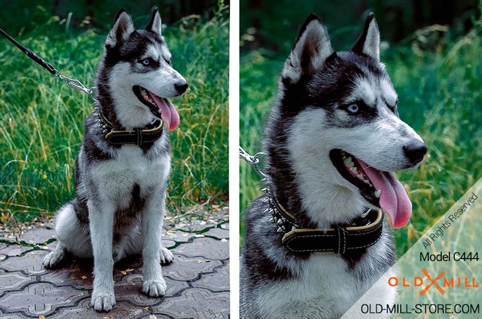 Nappa Padded Collar with 2 Rows of Nickel-plated Spikes for Siberian-Husky