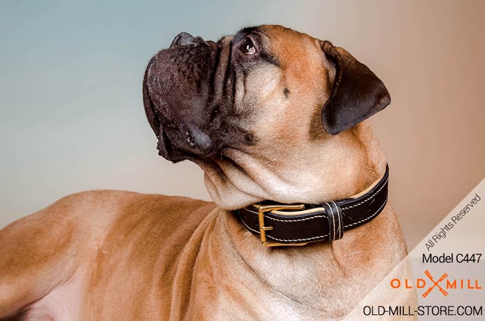 Royal Bullmastiff Collar with Gold-like Spikes