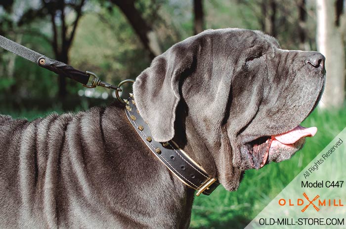 Spiked Collar for Mastino Napoletano