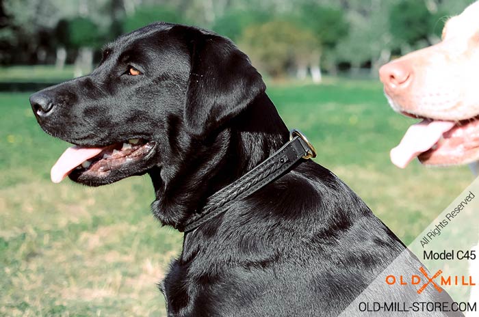 2ply Choke Dog Collar for Labrador