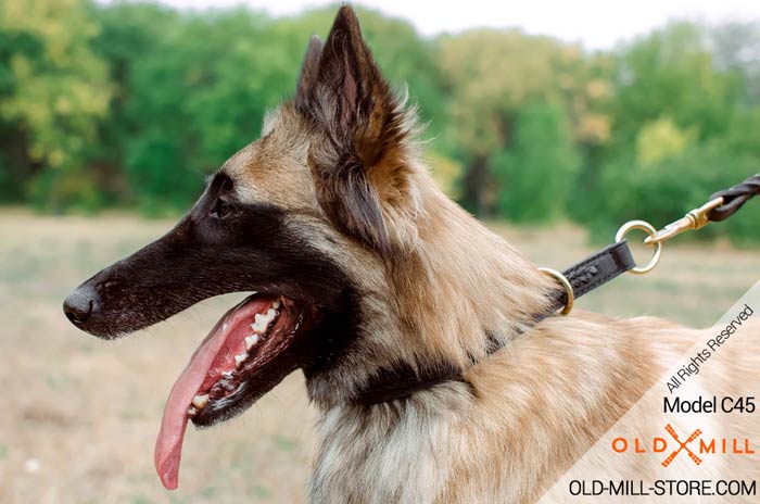 Tervuren Collar