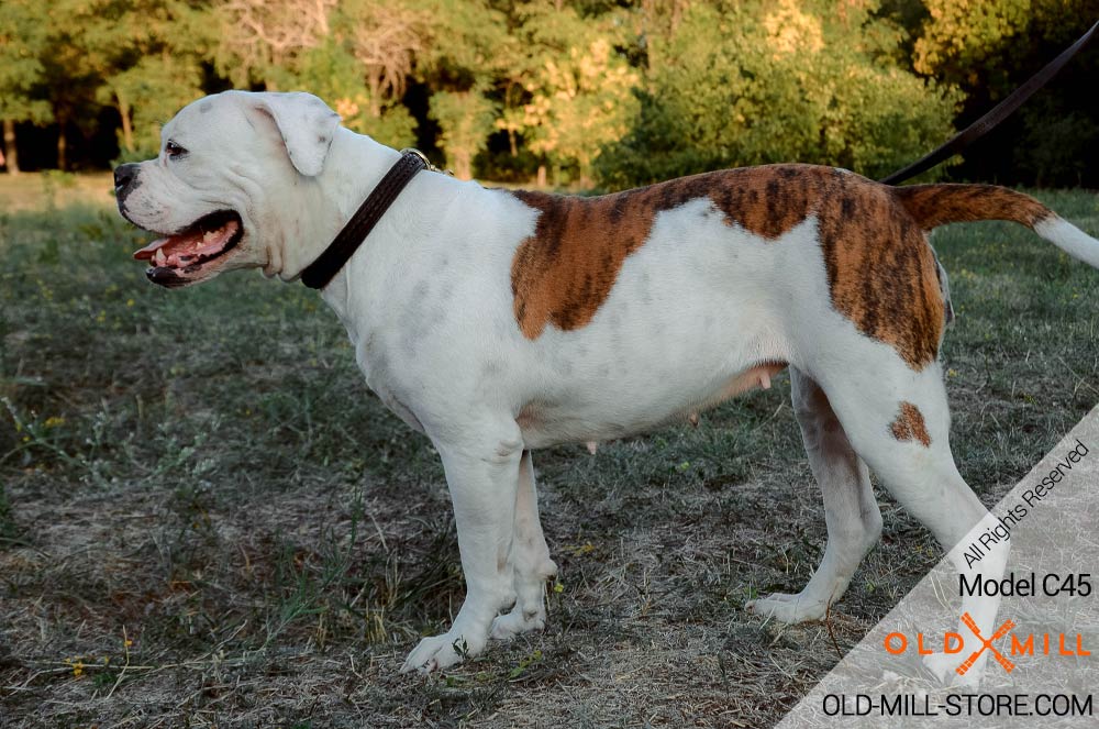 2ply Choke Dog Collar for American Bulldog